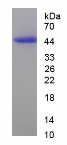 Figure 1. SDS-PAGE