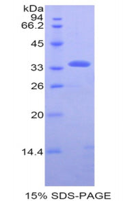 Figure 1. SDS-PAGE