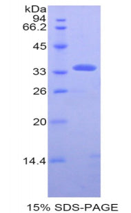 Figure 1. SDS-PAGE