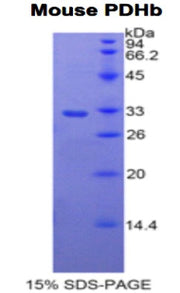 Figure 1. SDS-PAGE