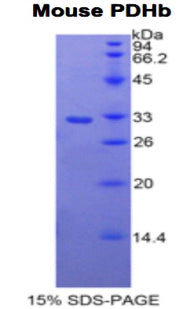 Figure 1. SDS-PAGE