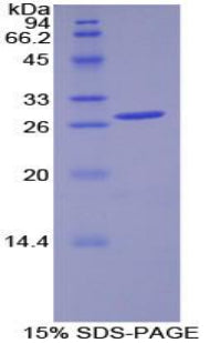 Figure 1. SDS-PAGE