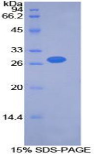 Figure 1. SDS-PAGE
