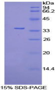 Figure 1. SDS-PAGE