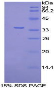Figure 1. SDS-PAGE