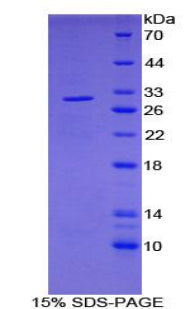 Figure 1. SDS-PAGE