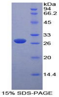 Figure 1. SDS-PAGE