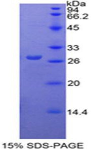 Figure 1. SDS-PAGE