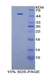 Figure 1. SDS-PAGE