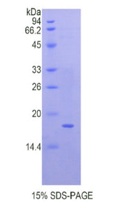 Figure 1. SDS-PAGE