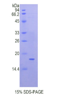 Figure 1. SDS-PAGE