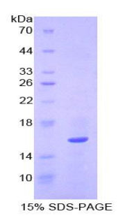 Figure 1. SDS-PAGE