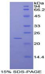 Figure 1. SDS-PAGE