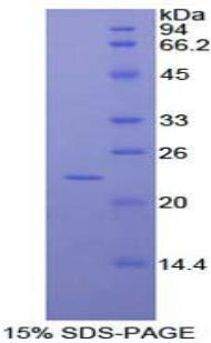 Figure 1. SDS-PAGE