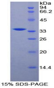 Figure 1. SDS-PAGE