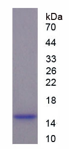 Figure 1. SDS-PAGE