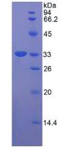 Figure 2. SDS-PAGE
