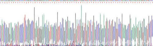 Recombinant Mouse Receptor Activator Of Nuclear Factor Kappa B (RANk)
