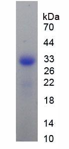 Figure 3. SDS-PAGE