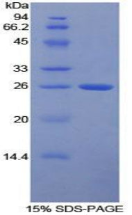 Figure 1. SDS-PAGE