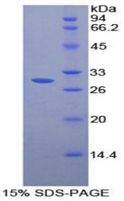 Figure 1. SDS-PAGE