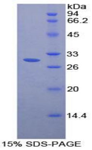 Figure 1. SDS-PAGE