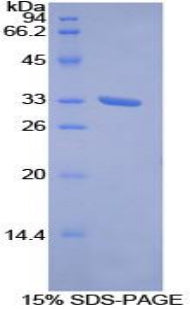 Figure 1. SDS-PAGE