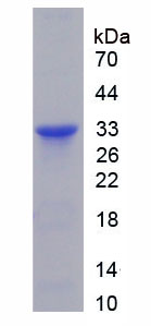 Figure 1. SDS-PAGE
