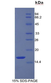 Figure 1. SDS-PAGE