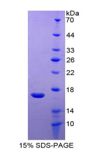 Figure 1. SDS-PAGE