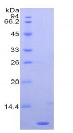 Figure 1. SDS-PAGE