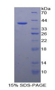 Figure 1. SDS-PAGE