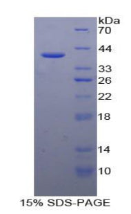 Figure 1. SDS-PAGE