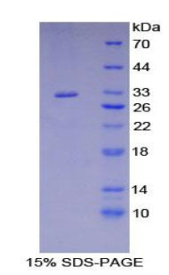 Figure 1. SDS-PAGE