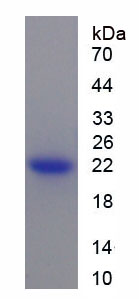 Figure 1. SDS-PAGE