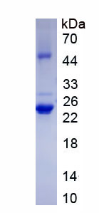 Figure 2. SDS-PAGE