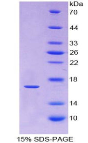 Figure 1. SDS-PAGE