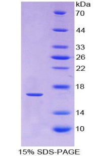 Figure 1. SDS-PAGE