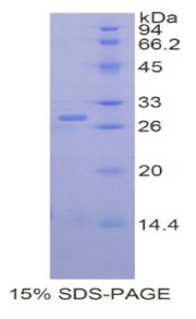 Figure 1. SDS-PAGE