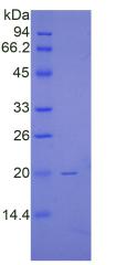 Figure 2. SDS-PAGE