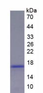 Figure 3. SDS-PAGE