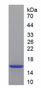 Figure 1. SDS-PAGE