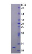 Figure 3. SDS-PAGE