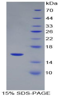 Figure 1. SDS-PAGE