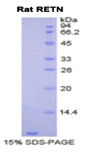 Figure 1. SDS-PAGE