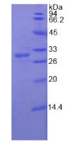 Figure 2. SDS-PAGE
