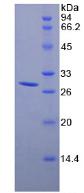Figure 2. SDS-PAGE