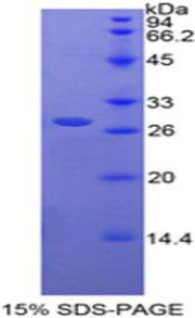 Figure 1. SDS-PAGE