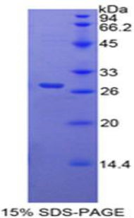 Figure 1. SDS-PAGE