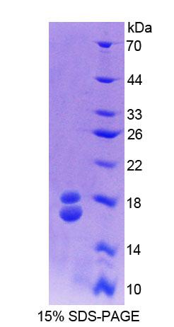 Figure 1. SDS-PAGE